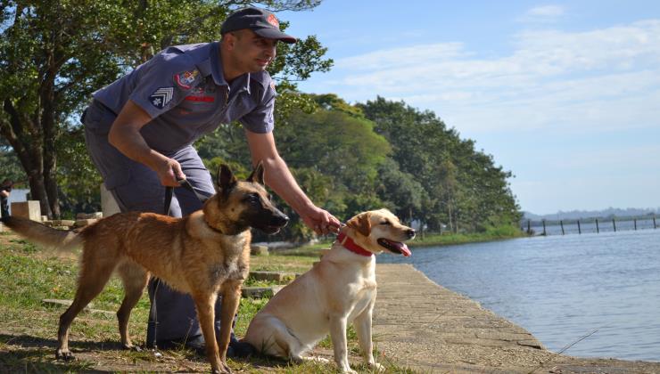 Amigos e aliados: o trabalho dos cães da Polícia Militar de SP