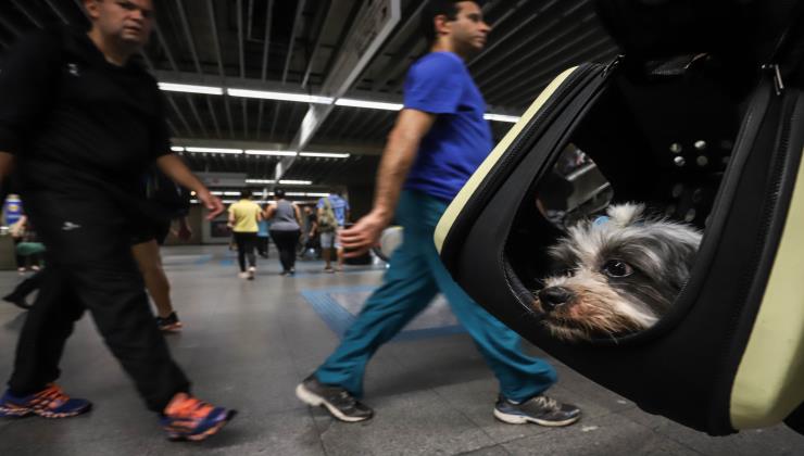 Governo de SP regulamenta transporte de animais domésticos no Metrô, CPTM e EMTU 