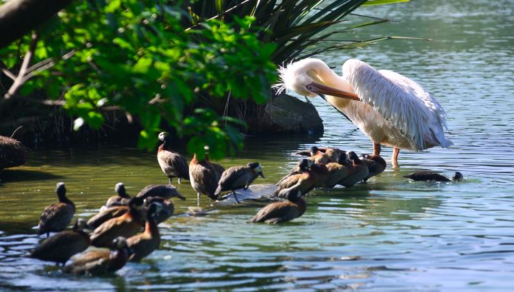Estado anuncia concessão do Zoológico de SP e do Jardim Botânico